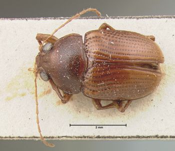 Media type: image; Entomology 9819   Aspect: habitus dorsal view